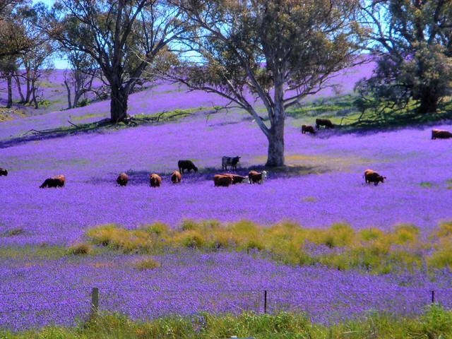 A field of purple flowers