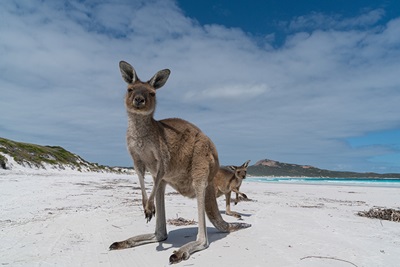 kangeroo on beach